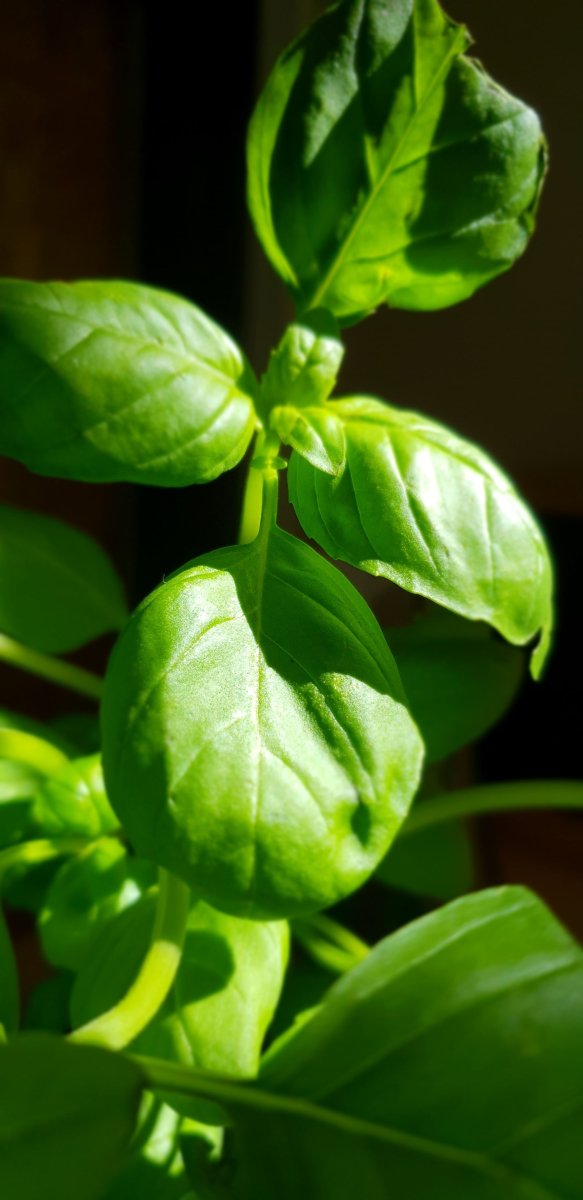 Basil