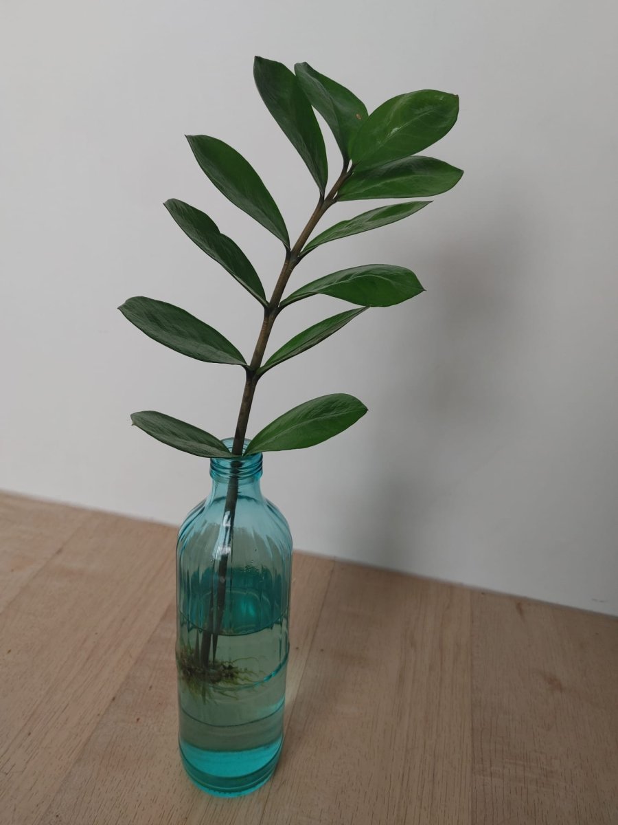 ZZ Plant